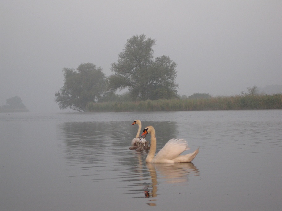 biesbosch foto