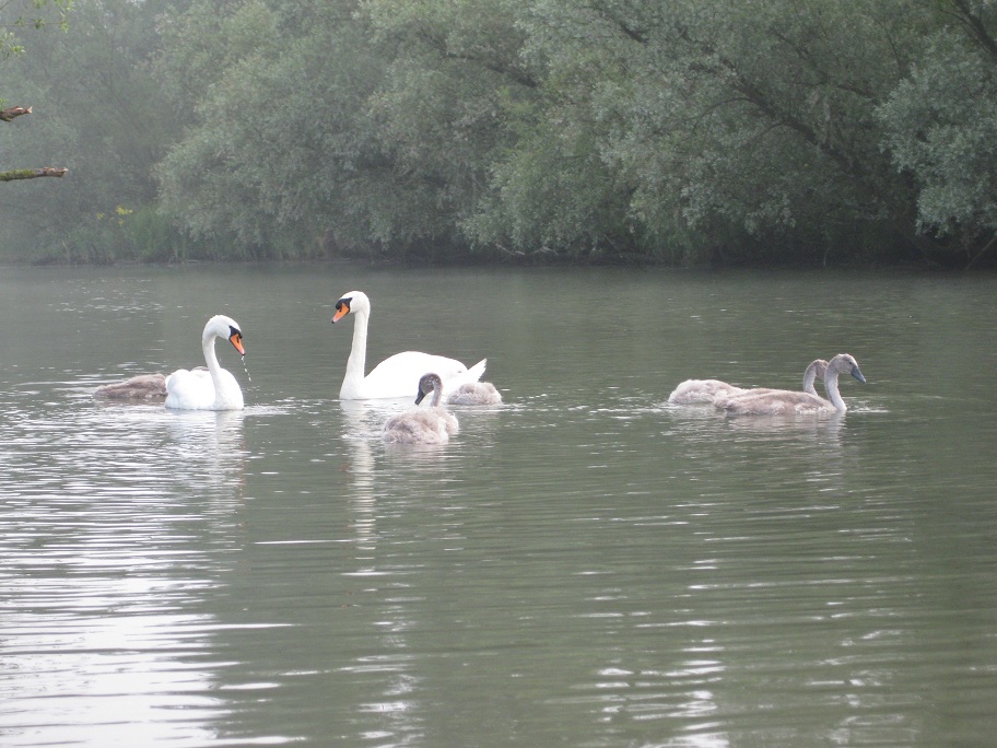 biesbosch foto